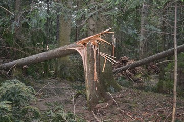 drzewo © robert6666