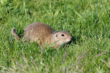 European ground squirrel