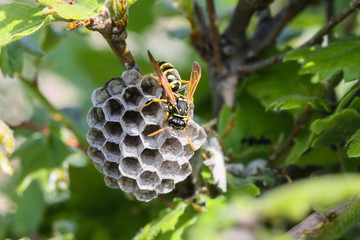Wasp on nest