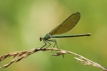 Beautiful green dragonfly on grass