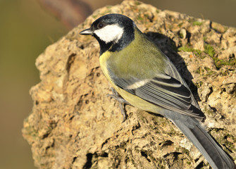 Pájaro silvestre sobre una piedra