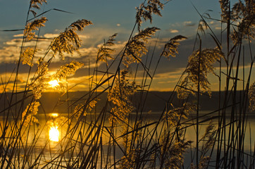 Schilf am See in der Abenddämmerung