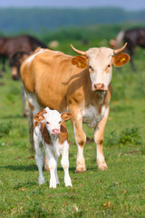 Cow and her small baby calf on pasture © katpaws