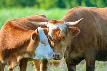 Cow and bull in love