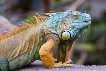 Fototapeta premium Green Iguana (Iguana iguana)