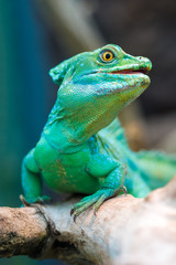 Fototapeta premium Plumed basilisk (Basiliscus plumifrons)