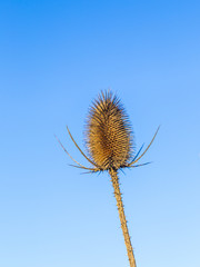 thistle in a field under blue sky