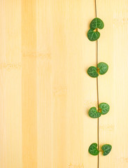 branch frame of Ceropegia Woodii on bamboo texture
