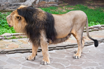 Lion