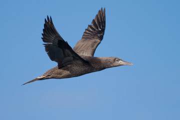 Young gannet in flight