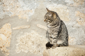 Cat among stone