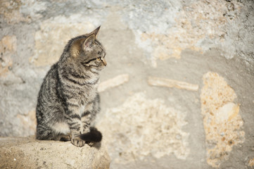 Cat among stones