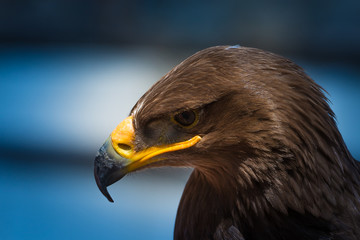 Portrait of a Eagle