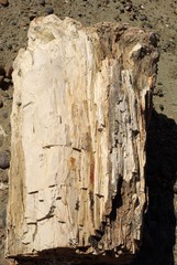 Bois pétrifié, Patagonie