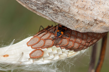 Suspicious Milkweed