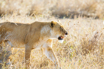 Lion in Serengeti