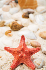 Fototapeta na wymiar Red starfish on sand