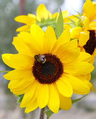 Obraz premium Beautiful Yellow sunflowers and bee