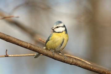 Blue tit - Parus caeruleus against the bare branches