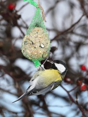 Great Tit (Parus major) on the tallow ball