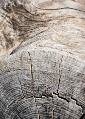 Fototapeta premium Nackter Holzstamm