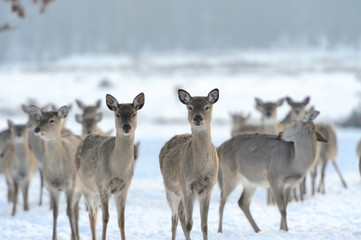 Deer