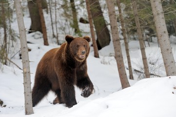 Bear in winter