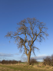 winter ash tree