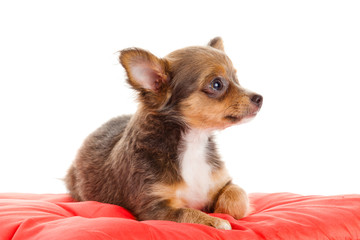 Chihuahua dog on red  pillow isolated on white background. portr