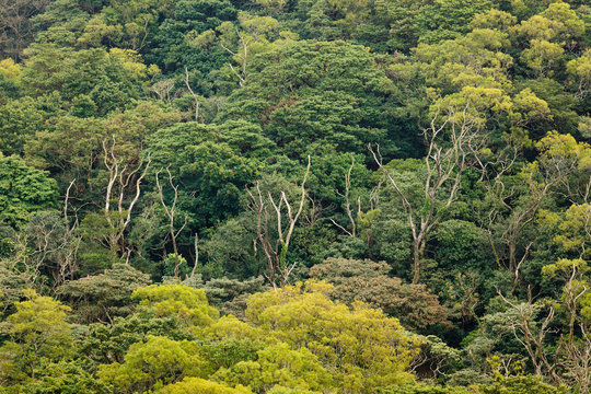 aerial view of rainforest canopy