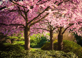 Selbstklebende Fototapete Frühling Colors of spring