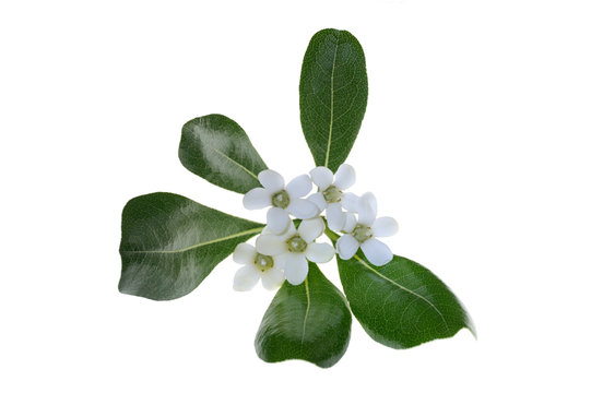 foglie e fiori di pitosforo