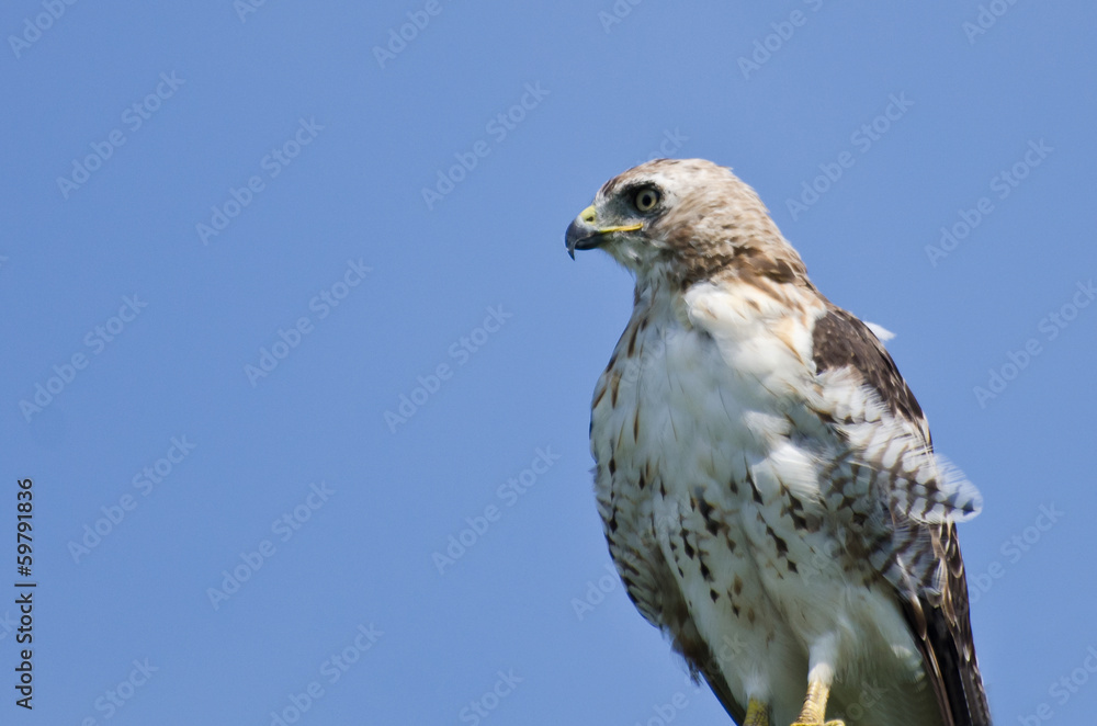 Wall mural Close Up of a Red-Tailed Hawk