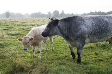 Obraz na płótnie Canvas cow with calf