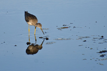 Lone Sandpiper in Shallow Water