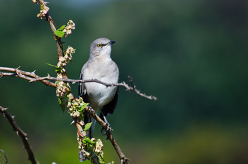 Northern Mockingbird Perched in a Tree