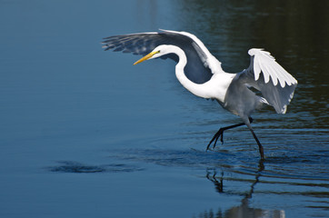 Great Egret Taking to Flight