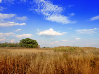 Fototapeta premium Russian rural landscape with yellow green dry field