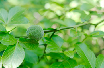 Young Wild Lemon Fruit