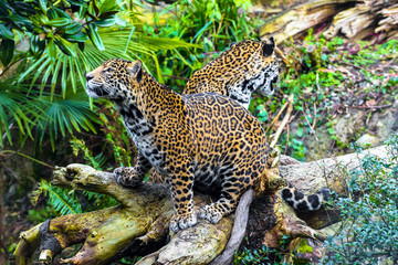 Joung Jaguar Cat
