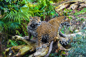 Joung Jaguar Cat