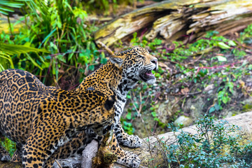 Joung Jaguar Cat