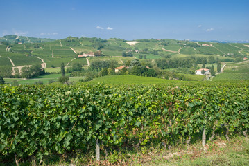 Fototapeta na wymiar Winnice w Piemoncie w Langhe pobliżu Asti