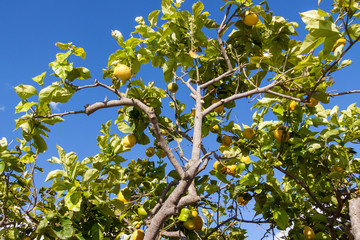 frische gelbe zitronen an einem baum vor blauem himmel