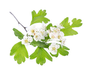 Weißdorn (crataegus monogyna) Blüten und Blätter auf weiß