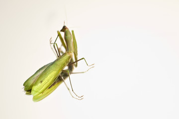 Mantis religiosa