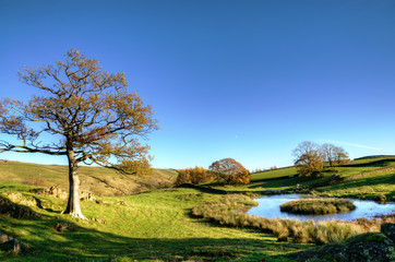 View of a small pond with trees