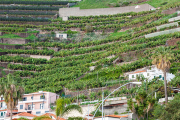 Obraz premium Banana plantations in camara de lobos Madeira island, Portugal