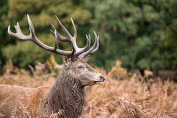 Red deer stag during rutting season in Autumn