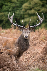 Red deer stag during rutting season in Autumn
